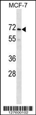 PRAMEF2 Antibody (C-term) (Cat. #AP16344b) western blot analysis in MCF-7 cell line lysates (35ug/lane).This demonstrates the PRAMEF2 antibody detected the PRAMEF2 protein (arrow).
