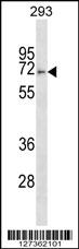FBXO46 Antibody (C-term) (Cat. #AP16343b) western blot analysis in 293 cell line lysates (35ug/lane).This demonstrates the FBXO46 antibody detected the FBXO46 protein (arrow).