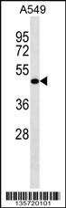 LRRC26 Antibody (C-term) (Cat. #AP16312b) western blot analysis in A549 cell line lysates (35ug/lane).This demonstrates the LRRC26 antibody detected the LRRC26 protein (arrow).