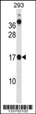 CHCHD10 Antibody (N-term) (Cat. #AP16303a) western blot analysis in 293 cell line lysates (35ug/lane).This demonstrates the CHCHD10 antibody detected the CHCHD10 protein (arrow).