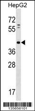 PAP2D Antibody (Center) (Cat. #AP16291c) western blot analysis in HepG2 cell line lysates (35ug/lane).This demonstrates the PAP2D antibody detected the PAP2D protein (arrow).