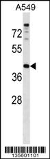 PAQR7 Antibody (C-term) (Cat. #AP16283b) western blot analysis in A549 cell line lysates (35ug/lane).This demonstrates the PAQR7 antibody detected the PAQR7 protein (arrow).