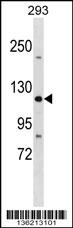 TJP3 Antibody (N-term) (Cat. #AP16653a) western blot analysis in 293 cell line lysates (35ug/lane).This demonstrates the TJP3 antibody detected the TJP3 protein (arrow).