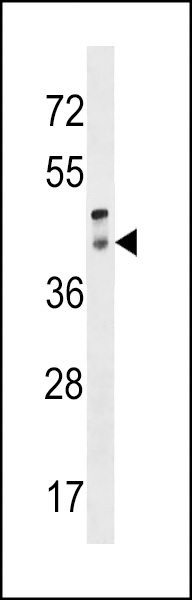 RRH Antibody (C-term) (Cat. #AP16644b) western blot analysis in human placenta tissue lysates (35ug/lane).This demonstrates the RRH antibody detected the RRH protein (arrow).