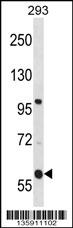 TMCO4 Antibody (N-term) (Cat. #AP16609a) western blot analysis in 293 cell line lysates (35ug/lane).This demonstrates the TMCO4 antibody detected the TMCO4 protein (arrow).