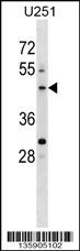 PLEKHO2 Antibody (N-term) (Cat. #AP16607a) western blot analysis in U251 cell line lysates (35ug/lane).This demonstrates the PLEKHO2 antibody detected the PLEKHO2 protein (arrow).