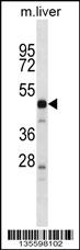 PRSS16 Antibody (N-term) (Cat. #AP16588a) western blot analysis in mouse liver tissue lysates (35ug/lane).This demonstrates the PRSS16 antibody detected the PRSS16 protein (arrow).