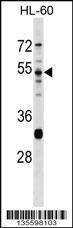PRSS16 Antibody (N-term) (Cat. #AP16588a) western blot analysis in HL-60 cell line lysates (35ug/lane).This demonstrates the PRSS16 antibody detected the PRSS16 protein (arrow).