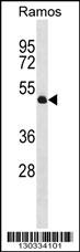 TTL Antibody (C-term) (Cat. #AP16574b) western blot analysis in Ramos cell line lysates (35ug/lane).This demonstrates the TTL antibody detected the TTL protein (arrow).