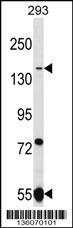 UHRF1BP1L Antibody (Center) (Cat. #AP16540c) western blot analysis in 293 cell line lysates (35ug/lane).This demonstrates the UHRF1BP1L antibody detected the UHRF1BP1L protein (arrow).
