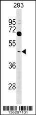 TAS2R38 Antibody (C-term) (Cat. #AP16929b) western blot analysis in 293 cell line lysates (35ug/lane).This demonstrates the TAS2R38 antibody detected the TAS2R38 protein (arrow).