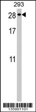 PTTG2 Antibody (Center) (Cat. #AP16911c) western blot analysis in 293 cell line lysates (35ug/lane).This demonstrates the PTTG2 antibody detected the PTTG2 protein (arrow).