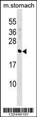 CRYBA4 Antibody (C-term) (Cat. #AP16891b) western blot analysis in mouse stomach tissue lysates (35ug/lane).This demonstrates the CRYBA4 antibody detected the CRYBA4 protein (arrow).