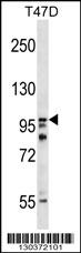 HPS3 Antibody (N-term) (Cat. #AP16879a) western blot analysis in T47D cell line lysates (35ug/lane).This demonstrates the HPS3 antibody detected the HPS3 protein (arrow).
