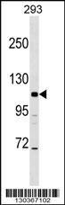 AP3B2 Antibody (N-term) (Cat. #AP16877a) western blot analysis in 293 cell line lysates (35ug/lane).This demonstrates the AP3B2 antibody detected the AP3B2 protein (arrow).