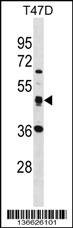 SQRDL Antibody (Center) (Cat. #AP16854c) western blot analysis in T47D cell line lysates (35ug/lane).This demonstrates the SQRDL antibody detected the SQRDL protein (arrow).
