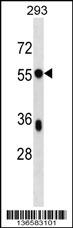 BSDC1 Antibody (C-term) (Cat. #AP16839b) western blot analysis in 293 cell line lysates (35ug/lane).This demonstrates the BSDC1 antibody detected the BSDC1 protein (arrow).
