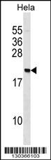 PAIP2 Antibody (N-term) (Cat. #AP16769a) western blot analysis in Hela cell line lysates (35ug/lane).This demonstrates the PAIP2 antibody detected the PAIP2 protein (arrow).