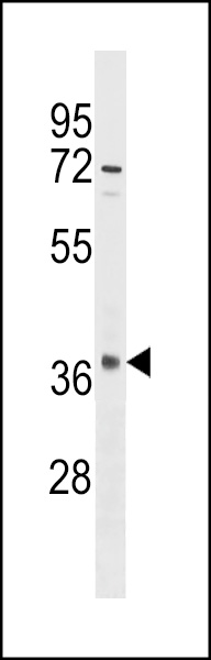 OR10S1 Antibody (C-term) (Cat. #AP16691b) western blot analysis in Hela cell line lysates (35ug/lane).This demonstrates the OR10S1 antibody detected the OR10S1 protein (arrow).