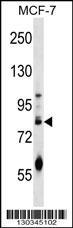 ACRC Antibody (C-term) (Cat. #AP16679b) western blot analysis in MCF-7 cell line lysates (35ug/lane).This demonstrates the ACRC antibody detected the ACRC protein (arrow).