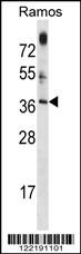MTG1 Antibody (Center) (Cat. #AP16676c) western blot analysis in Ramos cell line lysates (35ug/lane).This demonstrates the MTG1 antibody detected the MTG1 protein (arrow).