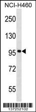 FBXL13 Antibody (C-term) (Cat. #AP17121b) western blot analysis in NCI-H460 cell line lysates (35ug/lane).This demonstrates the FBXL13 antibody detected the FBXL13 protein (arrow).