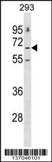GABRE Antibody (N-term) (Cat. #AP17100a) western blot analysis in 293 cell line lysates (35ug/lane).This demonstrates the GABRE antibody detected the GABRE protein (arrow).