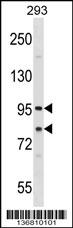 SEC23A Antibody (Center) (Cat. #AP17030c) western blot analysis in 293 cell line lysates (35ug/lane).This demonstrates the SEC23A antibody detected the SEC23A protein (arrow).