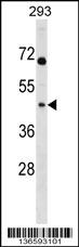 MRPL39 Antibody (C-term) (Cat. #AP16957b) western blot analysis in 293 cell line lysates (35ug/lane).This demonstrates the MRPL39 antibody detected the MRPL39 protein (arrow).