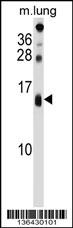 DEXI Antibody (C-term) (Cat. #AP16938b) western blot analysis in mouse lung tissue lysates (35ug/lane).This demonstrates the DEXI antibody detected the DEXI protein (arrow).