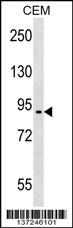 EPB41L4A Antibody (C-term) (Cat. #AP17257b) western blot analysis in CEM cell line lysates (35ug/lane).This demonstrates the EPB41L4A antibody detected the EPB41L4A protein (arrow).