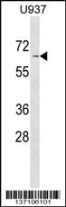 ASB2 Antibody (N-term) (Cat. #AP17253a) western blot analysis in U937 cell line lysates (35ug/lane).This demonstrates the ASB2 antibody detected the ASB2 protein (arrow).