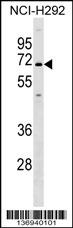 KCNN1 Antibody (C-term) (Cat. #AP17223b) western blot analysis in NCI-H292 cell line lysates (35ug/lane).This demonstrates the KCNN1 antibody detected the KCNN1 protein (arrow).
