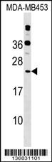 POLR2D Antibody (Center) (Cat. #AP17215c) western blot analysis in MDA-MB453 cell line lysates (35ug/lane).This demonstrates the POLR2D antibody detected the POLR2D protein (arrow).