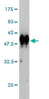 Antibody Reactive Against Recombinant Protein.Western Blot detection against Immunogen (53.02 KDa) . 