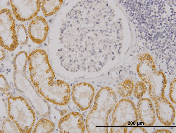 Immunoperoxidase of monoclonal antibody to RASGRP4 on formalin-fixed paraffin-embedded human kidney. [antibody concentration 3 ug/ml]