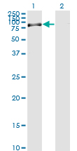 Western Blot analysis of RASGRP2 expression in transfected 293T cell line by RASGRP2 monoclonal antibody (M09), clone 3D8.Lane 1: RASGRP2 transfected lysate(75.5 KDa).Lane 2: Non-transfected lysate.