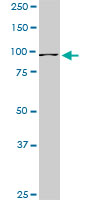 RASEF monoclonal antibody (M02), clone 1E3. Western Blot analysis of RASEF expression in PC-12(Cat # L012V1 ).