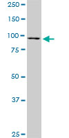 RASEF monoclonal antibody (M02), clone 1E3. Western Blot analysis of RASEF expression in NIH/3T3((Cat # AT3577a )