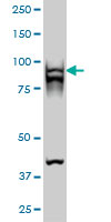 RAD54B monoclonal antibody (M01), clone 4A7 Western Blot analysis of RAD54B expression in Hela S3 NE ( (Cat # AT3552a )