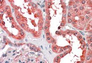 AF2292a (3.8 µg/ml) staining of paraffin embedded Human Kidney. Steamed antigen retrieval with citrate buffer pH 6, AP-staining.