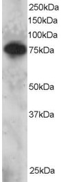 AF1982a staining (2 µg/ml) of Daudi lysate (RIPA buffer, 30 µg total protein per lane). Primary incubated for 12 hour. Detected by western blot using chemiluminescence.