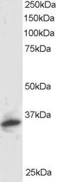 AF1824a staining (1 µg/ml) of Human Kidney lysate (RIPA buffer, 30 µg total protein per lane). Primary incubated for 1 hour. Detected by western blot using chemiluminescence.