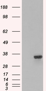 HEK293 overexpressing PSMF1 (RC218938) and probed with AF1824a (mock transfection in first lane), tested by Origene.