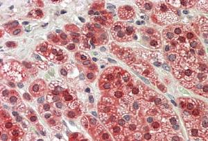 AF1694a (3.8 µg/ml) staining of paraffin embedded Human Adrenal Gland. Steamed antigen retrieval with citrate buffer pH 6, AP-staining.