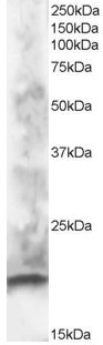 AF1174a staining (1 µg/ml) of human brain lysate (RIPA buffer, 30 µg total protein per lane). Primary incubated for 1 hour. Detected by western blot using chemiluminescence.