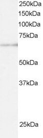 AF1100a staining (0.5 µg/ml) of U937 lysate (RIPA buffer, 30 µg total protein per lane). Primary incubated for 1 hour. Detected by western blot using chemiluminescence.