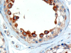 AF1052a (2 µg/ml) staining of paraffin embedded Human Testis. Microwaved antigen retrieval with Tris/EDTA buffer pH9, HRP-staining.