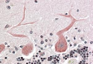 AF2407a (3.8 µg/ml) staining of paraffin embedded Human Cerebellum Steamed antigen retrieval with citrate buffer pH 6, AP-staining.