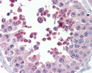 AF2297a (5 µg/ml) staining of paraffin embedded Human Testis. Steamed antigen retrieval with citrate buffer pH 6, AP-staining.